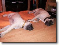 English Mastiff