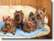 Jorkrsk terier, Yorkshire Terrier,