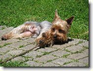 Jorkrsk terier, Yorkshire Terrier,