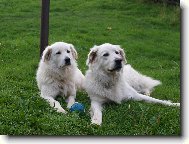Slovakian chuvach \(Dog standard\)