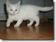 British shorthairs cat