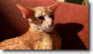 Oriental Shorthair \(Cat\)