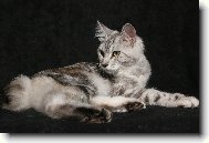Kurilean Bobtail Longhair \(Cat\)
