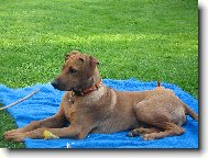 Rhodesian ridgeback \(Dog standard\)