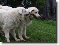 Slovakian chuvach \(Dog standard\)