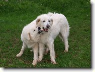 Slovakian chuvach \(Dog standard\)