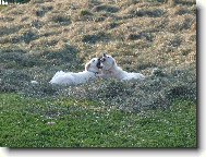 Slovakian chuvach \(Dog standard\)