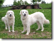 Slovakian chuvach \(Dog standard\)