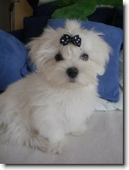 Maltese \(Dog standard\)