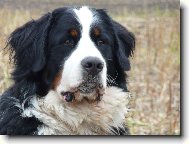 Berner Sennenhund