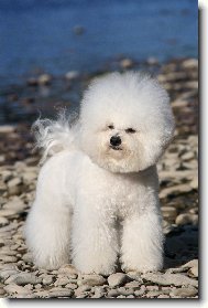 Bichon á poil frisé, Bichon Frise