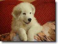 Pyrenean mountain dog \(Dog standard\)