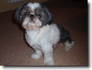 Shih-Tzu