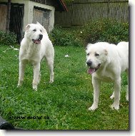 Central asia shepherd dog \(Dog standard\)