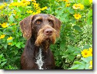 Czech Pointer, Bohemian wire-haired Pointing griffon