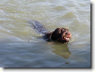 Czech Pointer, Bohemian wire-haired Pointing griffon