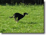 Arabian Hound