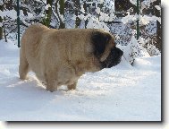 English Mastiff \(Dog standard\)