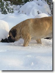 English Mastiff