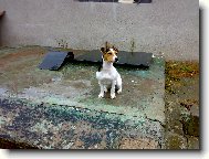 Jack Russelv Terir