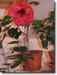 Hibiscus rosa-sinensis