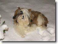 Shih-Tzu