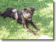 Patterdale terrier