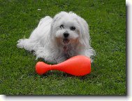 Maltese \(Dog standard\)