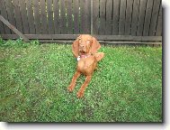 Rvidszr Magyar Vizsla, Hungarian Short-haired Pointing Dog