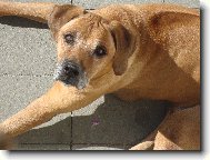 Rhodesian Ridgeback