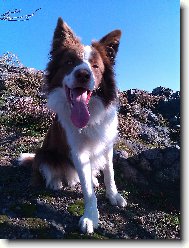 Border Collie