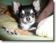 Chihuahua \(Dog standard\)