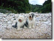 Old english sheepdog \(bobtail\) \(Dog standard\)