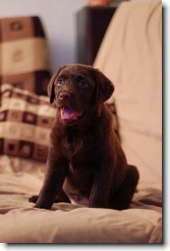 Labrador Retriever