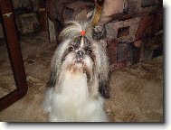Shih tzu \(Dog standard\)