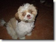 Shih tzu \(Dog standard\)