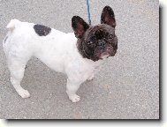 Bouledogue francais, French Bulldog