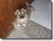 Tibetan Spaniel