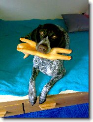 German shorthaired pointing dog \(Dog standard\)