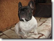 Bouledogue francais, French Bulldog