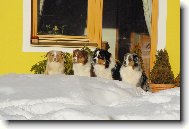 Australian shepherd \(Dog standard\)