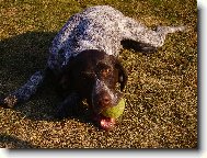 German shorthaired pointing dog \(Dog standard\)