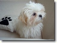Shih tzu \(Dog standard\)
