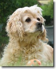 American Cocker Spaniel