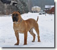 Dogo Canario