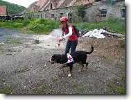 Great swiss mountain dog \(Dog standard\)