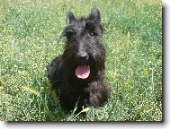 Scottish terrier \(Dog standard\)