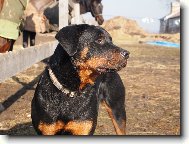 Rottweiler