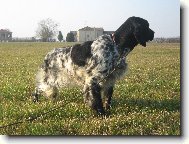 English setter