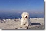 Maltese \(Dog standard\)